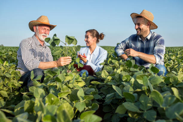Farmers and sales representative checking soybean crop quality stock photo
