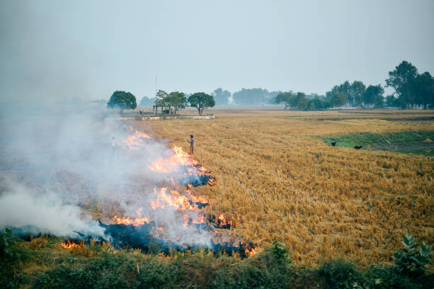 Farmers burning dried rice field in India stock photo