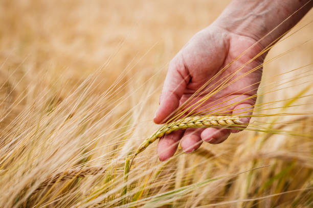 Farmers hand examining barley field stock photo
