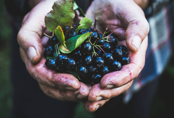 Farmer's hands with freshly harvested chokeberries stock photo