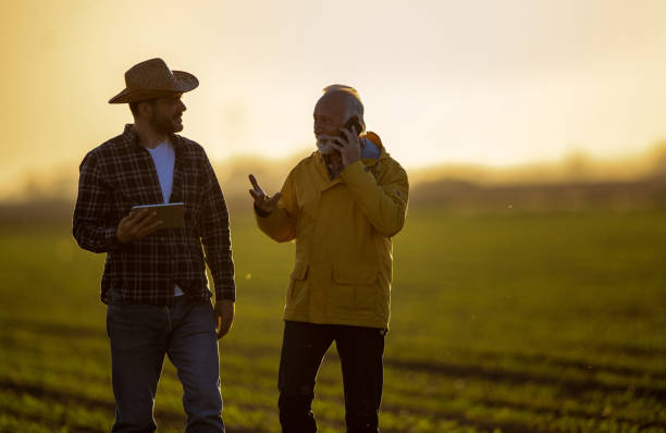 Farmers in agricultural field at sunset in spring stock photo