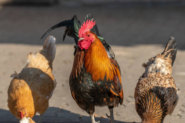 farmyard rooster and hen on an educational farm. - agf stockfoto's en -beelden