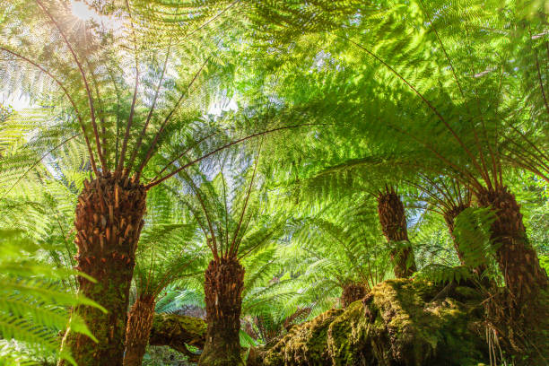 Farn trees in the jungle from Lost gardens of Heligan Cornwall stock photo