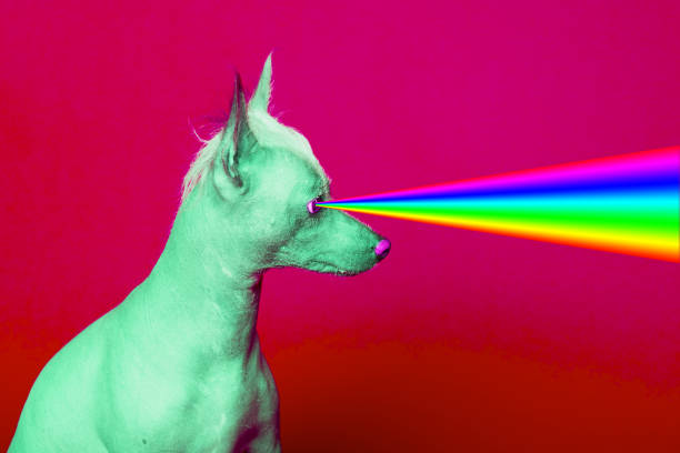 Fashion hipster Dog with rainbow lasers from eyes. Fashion hipster Dog with rainbow lasers from eyes. Animal funny collage art aura photos stock pictures, royalty-free photos & images
