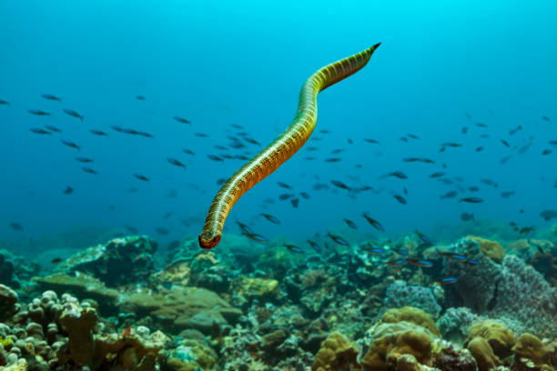 hızlı yüzme siyah bantlı deniz yılanı manuk island, banda denizi, endonezya - snake island stok fotoğraflar ve resimler
