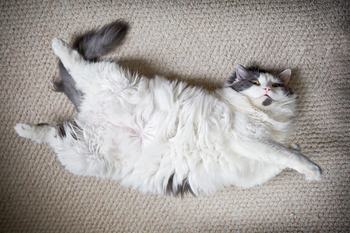 A fat and furry cat laying on her back on a carpet.