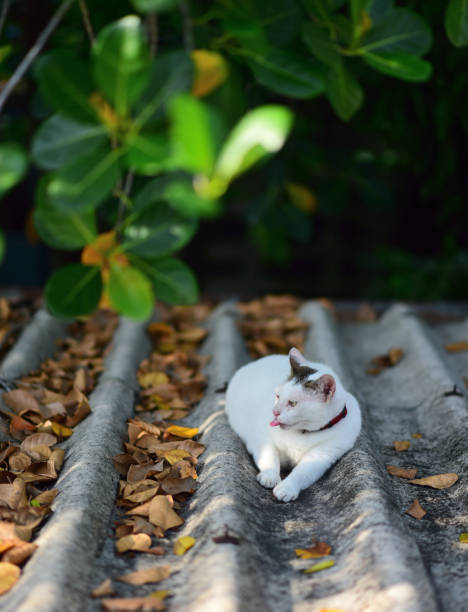 Fat cat rest on roof with dark background stock photo