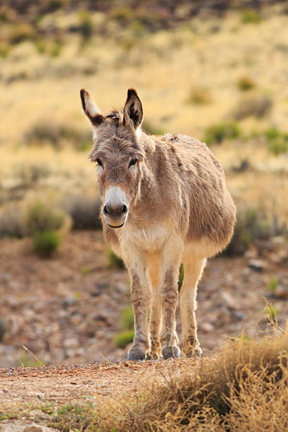 Royalty Free Fat Donkey Pictures, Images and Stock Photos ...
