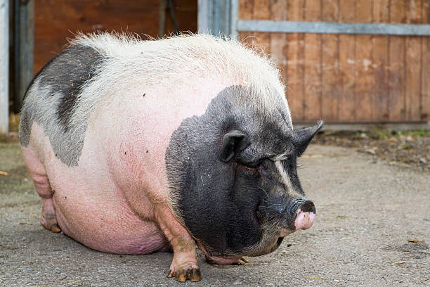 fat-pink-and-black-potbellied-pig-picture-id166146175