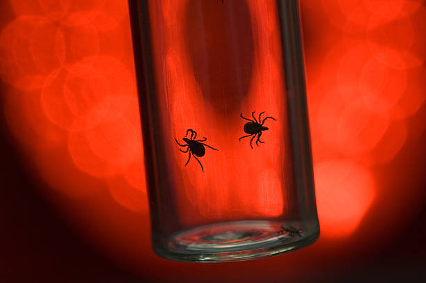 Fatally dangerous ticks are arachnids on a red background stock photo