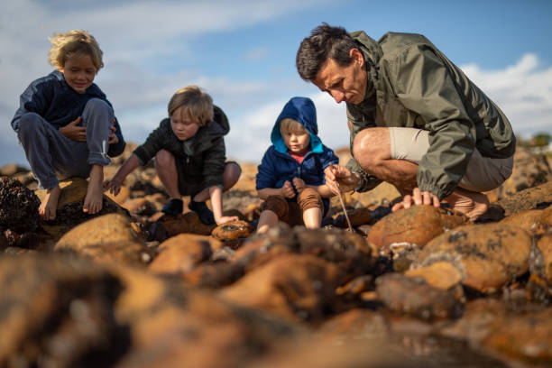 A father explores rock pools with three brothers. stock photo