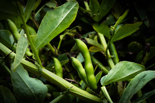 Fava Beans Growing in an Organic Vegetable Garden Fava or broad bean plant with ripe pods growing in community garden. California, USA broad bean stock pictures, royalty-free photos & images