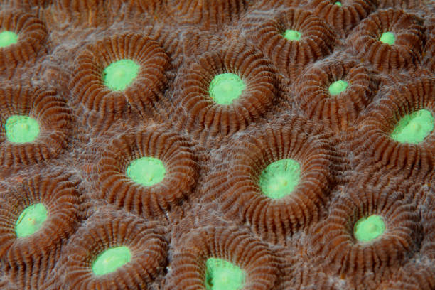 Favia favus hard Coral stock photo