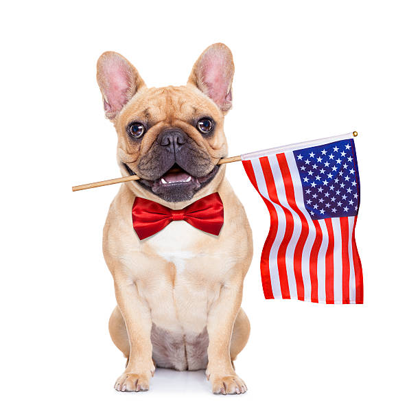 fawn french bulldog french bulldog  holding a flag of usa on independence day on 4th  of july , with mouth , isolated on white background, national dog day stock pictures, royalty-free photos & images