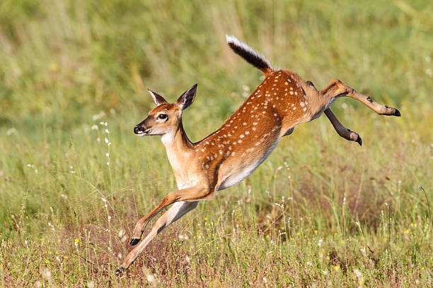 Fawn jumping stock photo