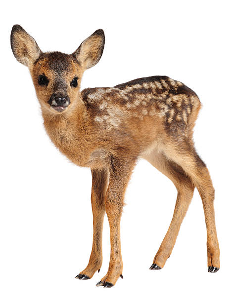 Fawn  roe deer stock pictures, royalty-free photos & images