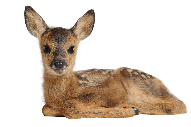 Fawn  young deer stock pictures, royalty-free photos & images