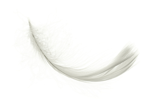 Feather abstract. Nature bird feather texture closeup isolated on white background in macro photography, soft focus. Elegant expressive artistic image fragility of nature