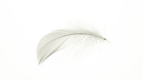Feather macro. Multicoloured pastel angel feather closeup texture isolated on white background in macro photography, soft focus. Abstract. Coral pink color trends and vintage