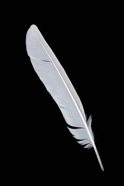 Feather on black background stock photo