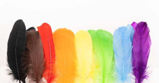 feathers in lgbtq colors - progress pride flag 個照片及圖片檔