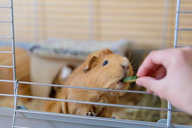 Feeding a Guinea Pig Guinea pigs are curious and amicable pets. Unlike other rodents, they very rarely bite anyone. Feeding a Guinea pig by hand can be a lot of fun for the caregiver and pet alike. guinea pig stock pictures, royalty-free photos & images