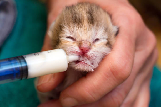 Feeding a newborn British kitten with a milk mixture from a syringe stock photo