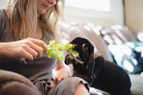 Feeding a Rabbit Celery stock photo