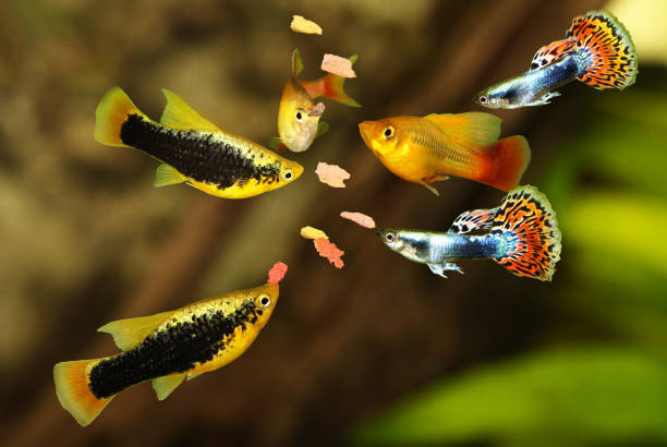 Feeding  aquarium fish eating flake food swarm feeding tetra aquarium fish Feeding  aquarium fish eating flake food swarm feeding tetra aquarium fish guppy fish stock pictures, royalty-free photos & images