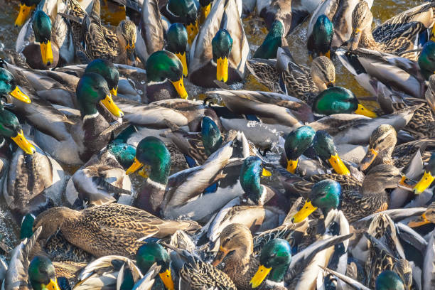 Feeding ducks mallard on the river stock photo