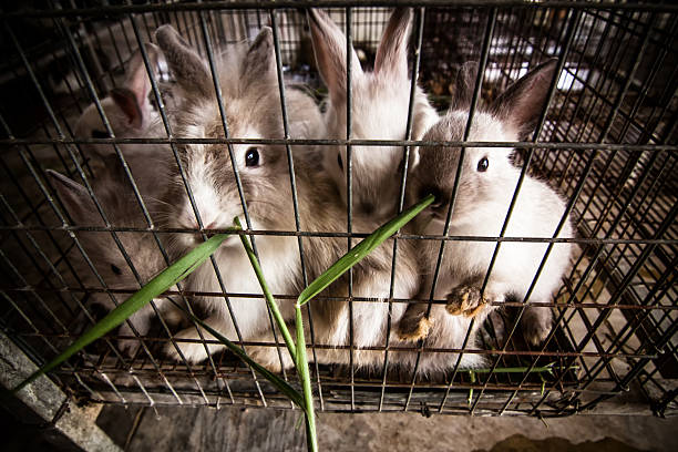 Feeding grass rabbits in cages. Feeding grass rabbits in cages rabbit hutch stock pictures, royalty-free photos & images