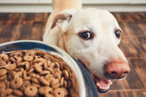 alimentação de cachorro com fome - ração - fotografias e filmes do acervo