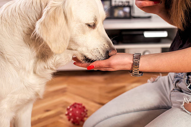 Feeding the dog Woman's Hand Feeding Treat to dog indulgence stock pictures, royalty-free photos & images