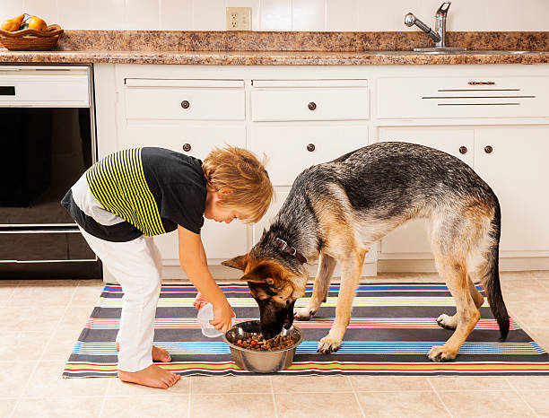 Feeding the family dog A small boy feeds his dog at home in the kitchen. feeding stock pictures, royalty-free photos & images