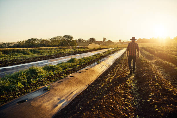 Feeding the world one seedling at a time Shot of a young farmer walking between beds of herbs on his farm homegrown produce stock pictures, royalty-free photos & images
