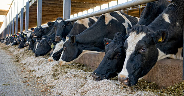 Feeding time Dairy cattle eating their winter fodder dairy cattle stock pictures, royalty-free photos & images
