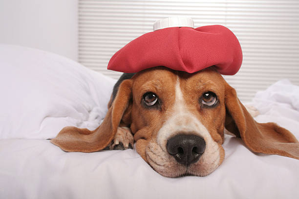 Feeling better Cute beagle dog in bed with ice pack on her head fever photos stock pictures, royalty-free photos & images