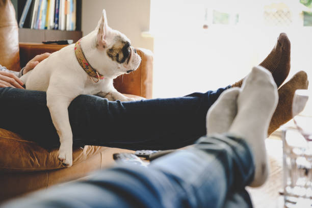 Feet up on a lazy afternoon with dog, French Bulldog Personal perspective of dog resting on legs. personal perspective stock pictures, royalty-free photos & images