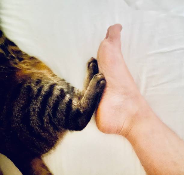 kucing dan kaki manusia di tempat tidur - kucing memijat potret stok, foto, & gambar bebas royalti