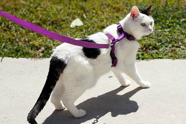 feline wearing a harness - cat leash bildbanksfoton och bilder