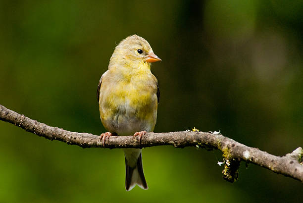 Female American Goldfinch Perched on a Branch The American Goldfinch (Carduelis tristis) is the state bird of Washington, Iowa and New Jersey. It is a fairly common summer resident to the Pacific Northwest, migrating to the southern USA and Mexico in the winter. This female, perched on a branch, was photographed in Edgewood, Washington State, USA. jeff goulden american goldfinch stock pictures, royalty-free photos & images