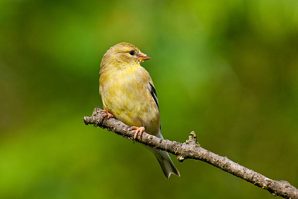 Female American Goldfinch Perched on a Branch The American Goldfinch (Carduelis tristis) is the state bird of Washington, Iowa and New Jersey. It is a fairly common summer resident to the Pacific Northwest, migrating to the southern USA and Mexico in the winter. This female, perched on a branch, was photographed in Edgewood, Washington State, USA. jeff goulden american goldfinch stock pictures, royalty-free photos & images