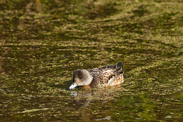 Female American Wigeon Dabbling in Duckweed The American Wigeon (Mareca americana), also called a baldpate, is a medium sized dabbling duck found in North America. The breeding male, or drake, has a mask of green feathers around its eyes and a cream-colored stripe running from the top of its head to its bill. The hens are much less distinctive with gray and brown plumage. Both males and females have a pale blue bill with a black tip, a white belly, and gray legs and feet. It nests on the ground, under cover and near water, laying 6–12 creamy white eggs. The American Wigeon is migratory, breeding in all of North America except the extreme far north. Wintering areas include the Central Valley of California, Washington’s Puget Sound, the Texas Panhandle and the Gulf Coast of Louisiana. This American Wigeon female was photographed while swimming in a wetland at the Nisqually National Wildlife Refuge near Olympia, Washington State, USA. jeff goulden national wildlife refuge stock pictures, royalty-free photos & images