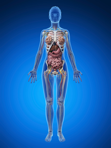Female Anatomy Full Body Stock Photo - Download Image Now - iStock