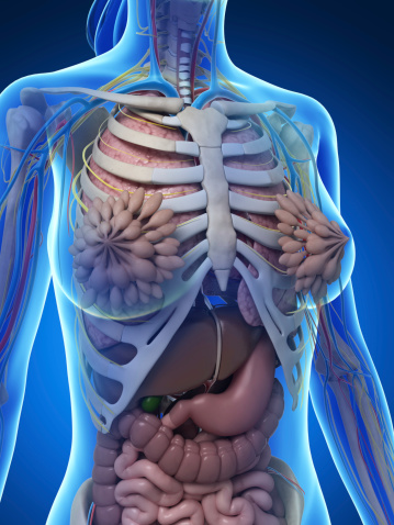 Female Anatomy Upper Body Stock Photo - Download Image Now - iStock