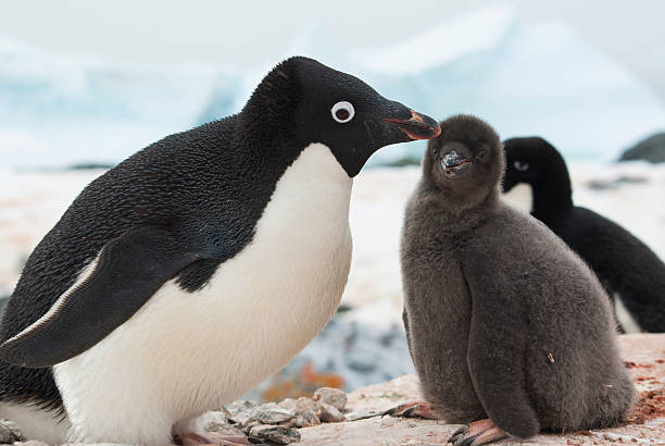 female and chick Adelie penguin on the nest female and chick Adelie penguin on the nest adelie penguin stock pictures, royalty-free photos & images