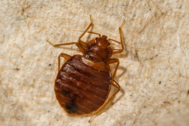 Female Bed Bug- Cimex lectularius stock photo