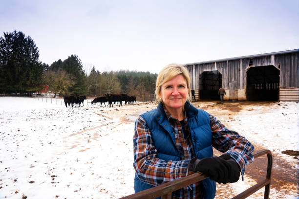 A female beef cattle farmer with a herd of Wagyu or Wagu Japanese Black cattle in the winter. A female beef cattle rancher with a herd of Wagyu or Wagu Japanese Black cattle in the winter.  Wagyu beef is highly regarded as well marbled, gourmet quality beef. female animal stock pictures, royalty-free photos & images