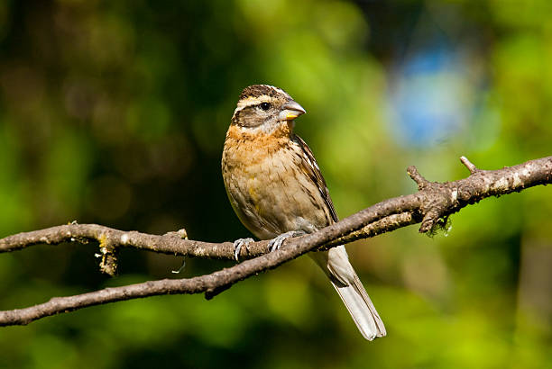 Female Black Headed Grosbeak The Black-Headed Grosbeak (Pheucticus melanocephalus) is a medium-size seed-eating member of the finch family. They are a common summer resident in the Pacific Northwest, retreating south to Mexico in the winter. This female grosbeak was photographed in late spring at Edgewood, Washington State, USA. jeff goulden grosbeak stock pictures, royalty-free photos & images
