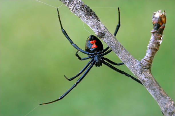 Female black widow spider on a branch Legs extended and red hourglass showing, a female black widow spider waits, upside down in a web.  A thin tree branch provides some anchor points for the web.
[url=http://www.istockphoto.com/file_search.php?action=file&lightboxID=7592829] [img]http://www.kostich.com/spiders_banner.jpg[/img][/url] arachnophobia stock pictures, royalty-free photos & images